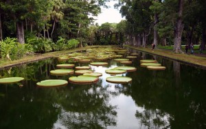 le jardin botanique de Pamplemousses 